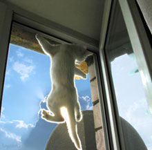 Москитные сетки на окна