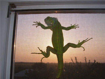 Москитные сетки